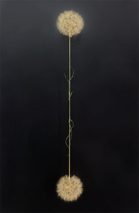 L'orma, “Adam and Eve”, 2016 Tragopogon, intervento manuale 129,5x69,5 cm