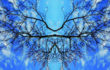 Maria Rebecca Ballestra, JOURNEY INTO FRAGILITY, 2012 – stampa lambda su alluminio ed. 3/3 – cm. 70×100