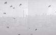 Elisa Saggiomo, Città Bologna, 2012, fotocopia applicata su tavola con interventi pittorici ad olio con video proiezione “Uccelli”, dittico cm 93×253