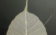 L’orMa, One-armed, 14,5×10,5cm, intervento manuale su folgia di gelso naturale