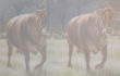 L’orMa, cows, 100x195cm