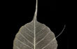 10_L’orMa_40x30cm_intervento manuale su foglia di gelso_2015