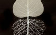 12_L’orMa_40x30cm_intervento manuale su foglia di gelso_2015