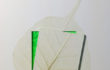 18_L’orMa_24x18cm_intervento manuale su foglia di gelso_2015