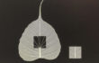 9_L’orMa_30x40cm_intervento manuale su foglia di gelso_2015